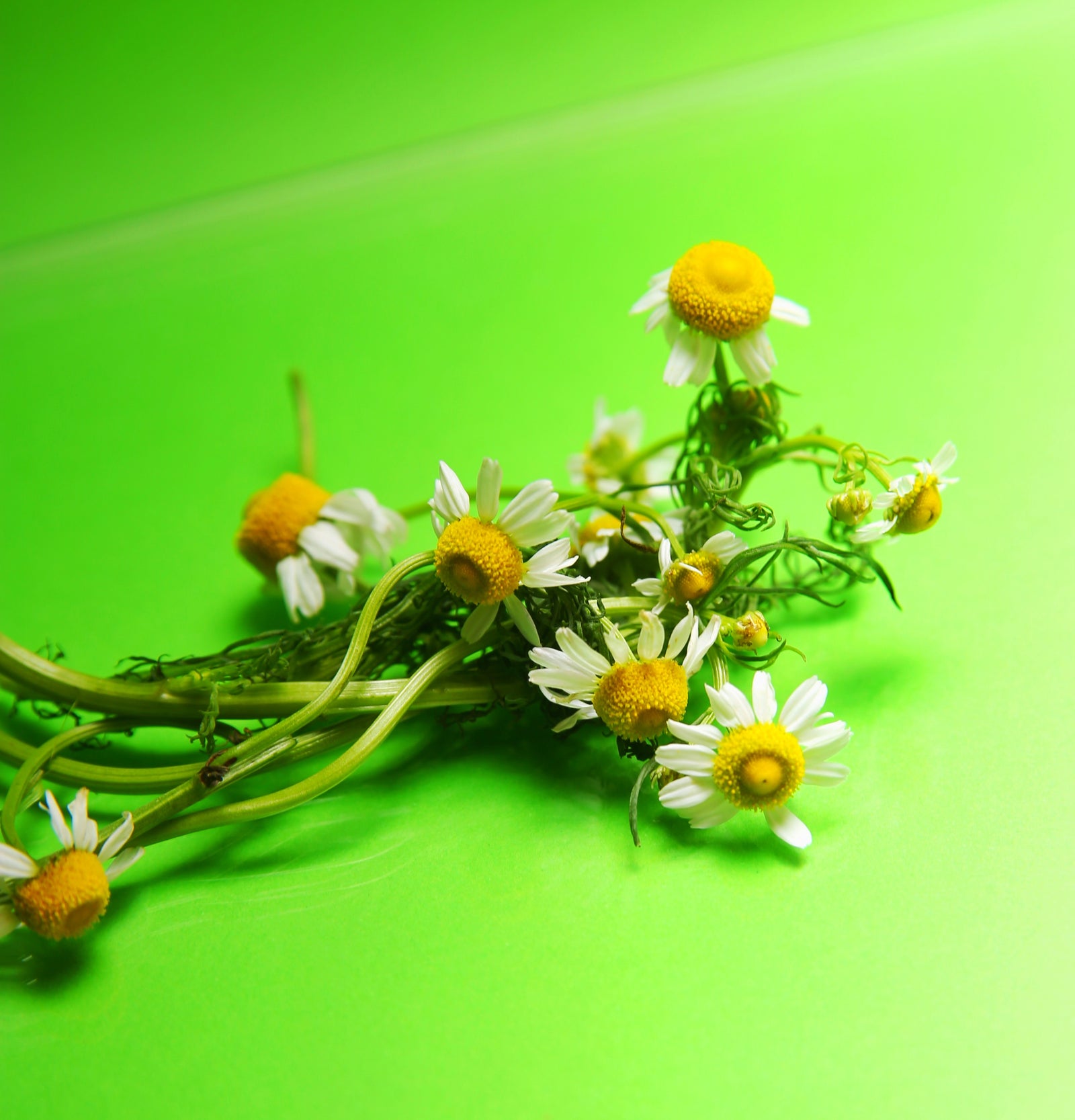 ¿Por qué usar manzanilla tu rutina facial?